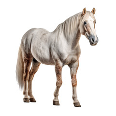 Obraz na płótnie Canvas horse on transparent background 3/4 view