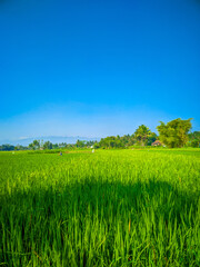 Obraz premium Green nature rice farm landscape with blue sky background