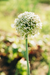 close up of a flower