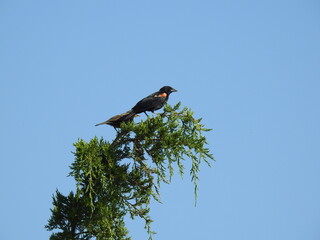 Red-winged blackbirds, male and female, perched on the top of a  bush, under a blue sky, at the Edwin B. Forsythe National Wildlife Refuge, Galloway, New Jersey.