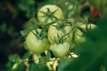 green tomatoes on the vine