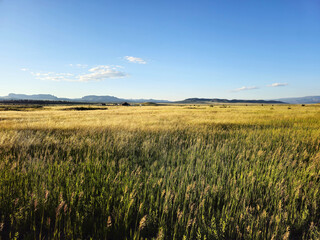 mountain meadow: expanse of green blades of grass with a golden yellow tip. in the background wooden houses, blue sky and mountains