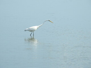 A great egret wading through the wetland waters of the Edwin B. Forsythe National Wildlife Refuge, Galloway, New Jersey.