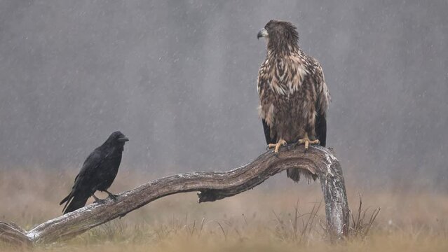 Sea eagle / white tailed eagle ( Haliaeetus albicilla)	