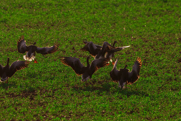 A beautiful animal portrait of a Goose during sunset