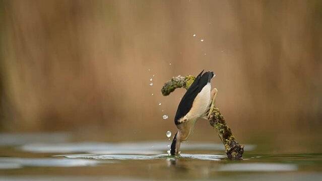 Little bittern ( Ixobrychus minutus ) close up