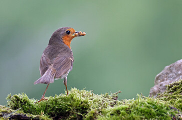 Cute european robin (Erithacus rubecula) or redbreast with prey in its beak. Songbird perched on a mossy tree hunting worms. Bird with natural green forest background and environment.