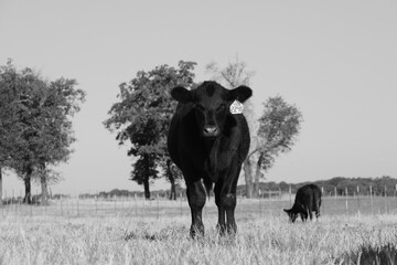 Black angus beef cattle on Texas ranch, grazing field in black and white.