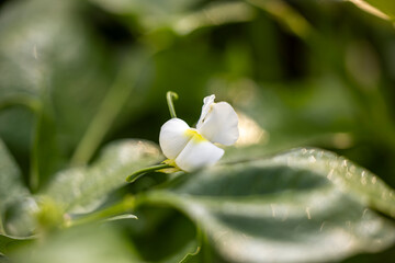 A white field pea blossom in a field of cow peas