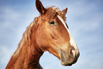 Horses on pasture. Spring meadow