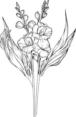 gladiolus flower vector, elements summer collection, hand-painted gladiolus coloring pages, vector sketch, pencil art gladiolus flower, vintage floral design wildflowers with coloring book  - obrazy, fototapety, plakaty