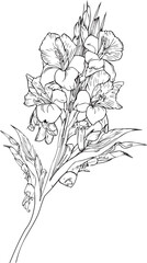 august birth flower gladiolus, gladiolus tattoo black and white vector sketch illustration of floral ornament bouquet of gladiolus Francisca simplicity Embellishment, zentangle design element for card