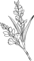 Obraz premium gladiolus line drawings, hand-painted primrose wall art, gladiolus botanical wall art, simple primula drawing, gladiolus stock outline drawing, flower line art