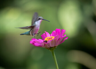 hummingbird on flower © Hal Moran