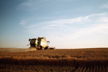 Combine harvester harvesting ripe wheat in the rays of sunset. Harvesting. Image of agriculture. - obrazy, fototapety, plakaty