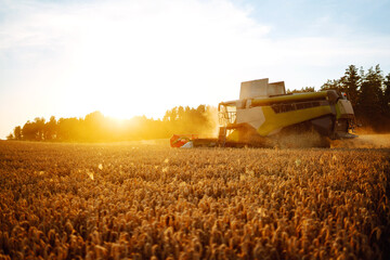 Combine harvester harvesting ripe wheat in the rays of sunset. Harvesting. Image of agriculture.