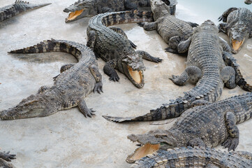  Numerous crocodiles were resting on the farm.