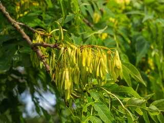 Reifende Früchte an Ästen der Gemeinen Esche (Fraxinus excelsior).
