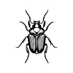 Chafer Bug and Beetle Hand Drawn Engraving Sketch Vector Illustration