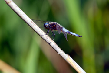 Scarce Chaser. Blue dragonfly. Green background