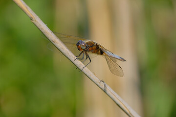 Scarce Chaser. Blue dragonfly on a stick. Bokeh background