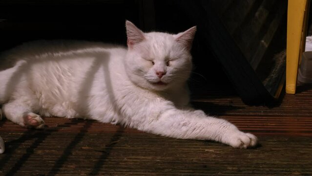 White cat sleeps in the shade
