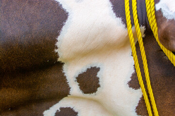 Close up of a cow fur