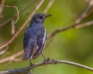 A Oriental Magpie looking back