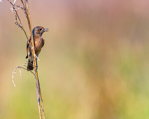 A Bush chat calling