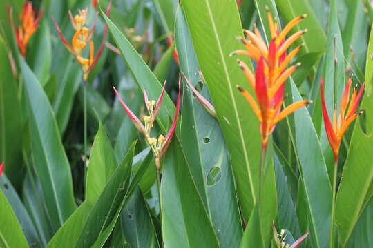 Enfoque nitido