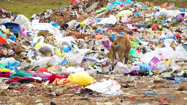 A dog is looking for food in a dump yard