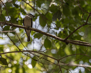 A Wood Shrike