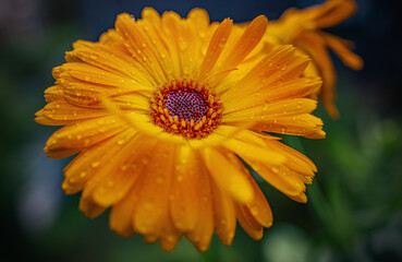 Ringelblume (Calendula officinales)