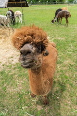 Fototapeta premium Alpaca funny face close up portrait, with funny hair cut in outdoor ranch