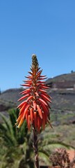 Schöne rötliche Blume auf La Palma