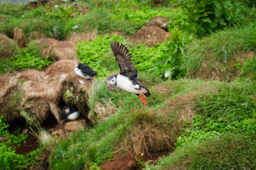 Atlantic puffin flying and catching eel in ocean during summer