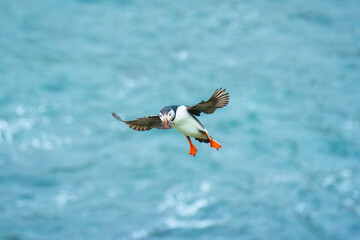 Atlantic puffin flying and catching eel in ocean during summer