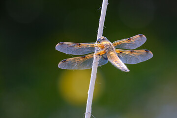 Dragonfly resting on a stick