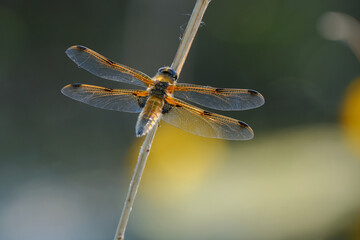 Dragonfly on a branch