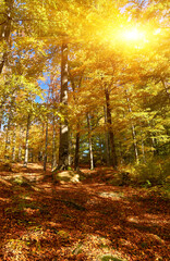 Naklejka premium Beech forest with orange leaves. Autumn landscape on a sunny day in the mountains. Carpathians, Ukraine