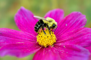 Bumblebee on Bright Pink Zinnia Flower