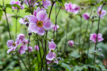 Purple Japanese anemones in an English garden