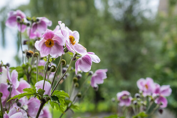Purple Japanese anemones in a garden
