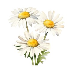Fototapeta premium Watercolor chamomile flower isolated