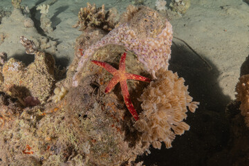 Starfish On the seabed in the Red Sea, Eilat Israel
