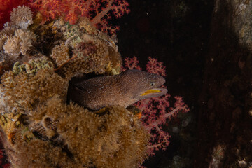 Fototapeta premium Moray eel Mooray lycodontis undulatus in the Red Sea, Eilat Israel 