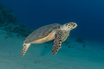 Obraz na płótnie Canvas Hawksbill sea turtle in the Red Sea, Eilat Israel 