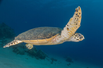 Obraz na płótnie Canvas Hawksbill sea turtle in the Red Sea, Eilat Israel 