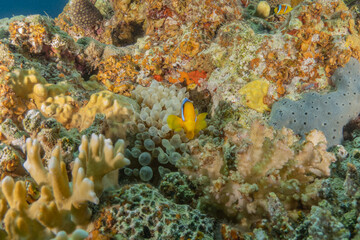 Clownfish in the Red Sea Colorful and beautiful, Eilat Israel
