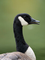 country goose portrait